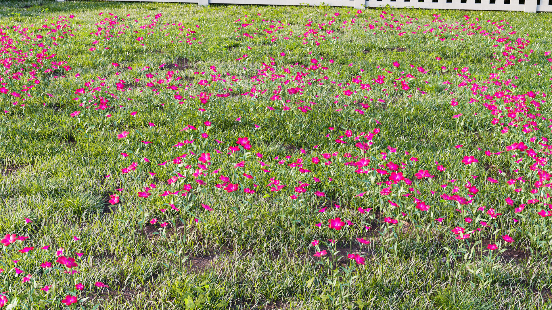 Myosotis flowers 3D model_8