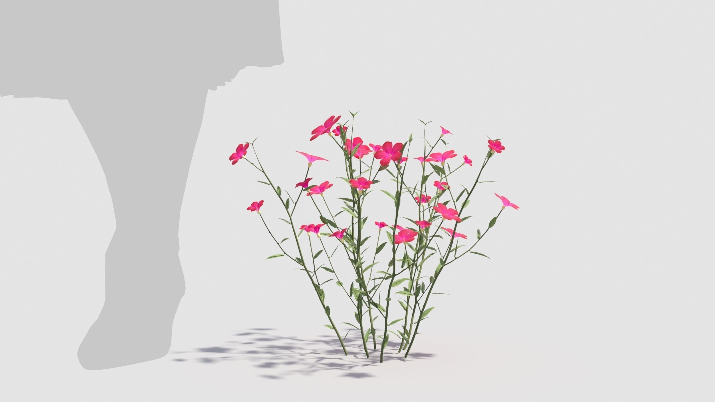 Myosotis flowers 3D model_4