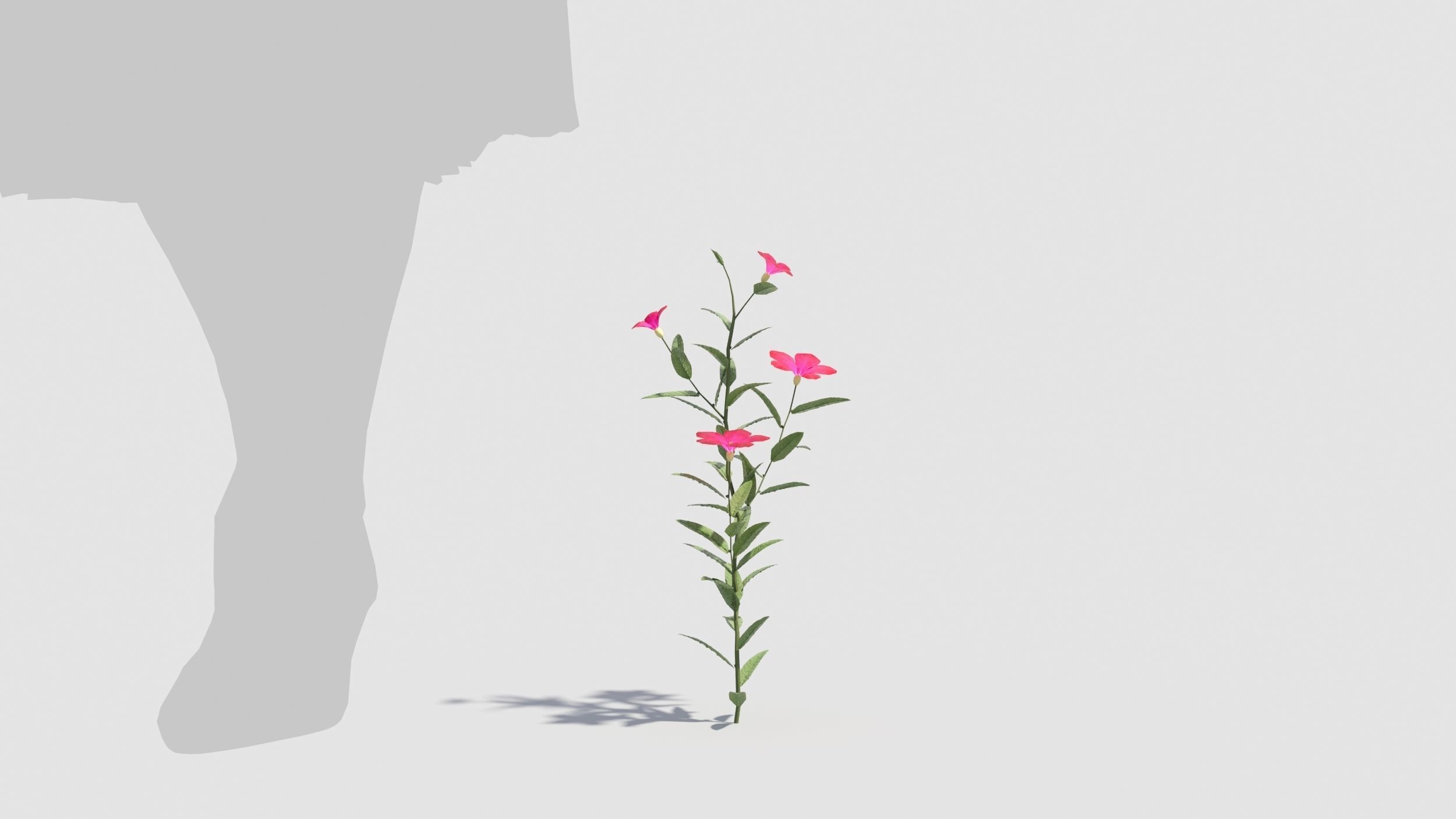 Myosotis flowers 3D model_6