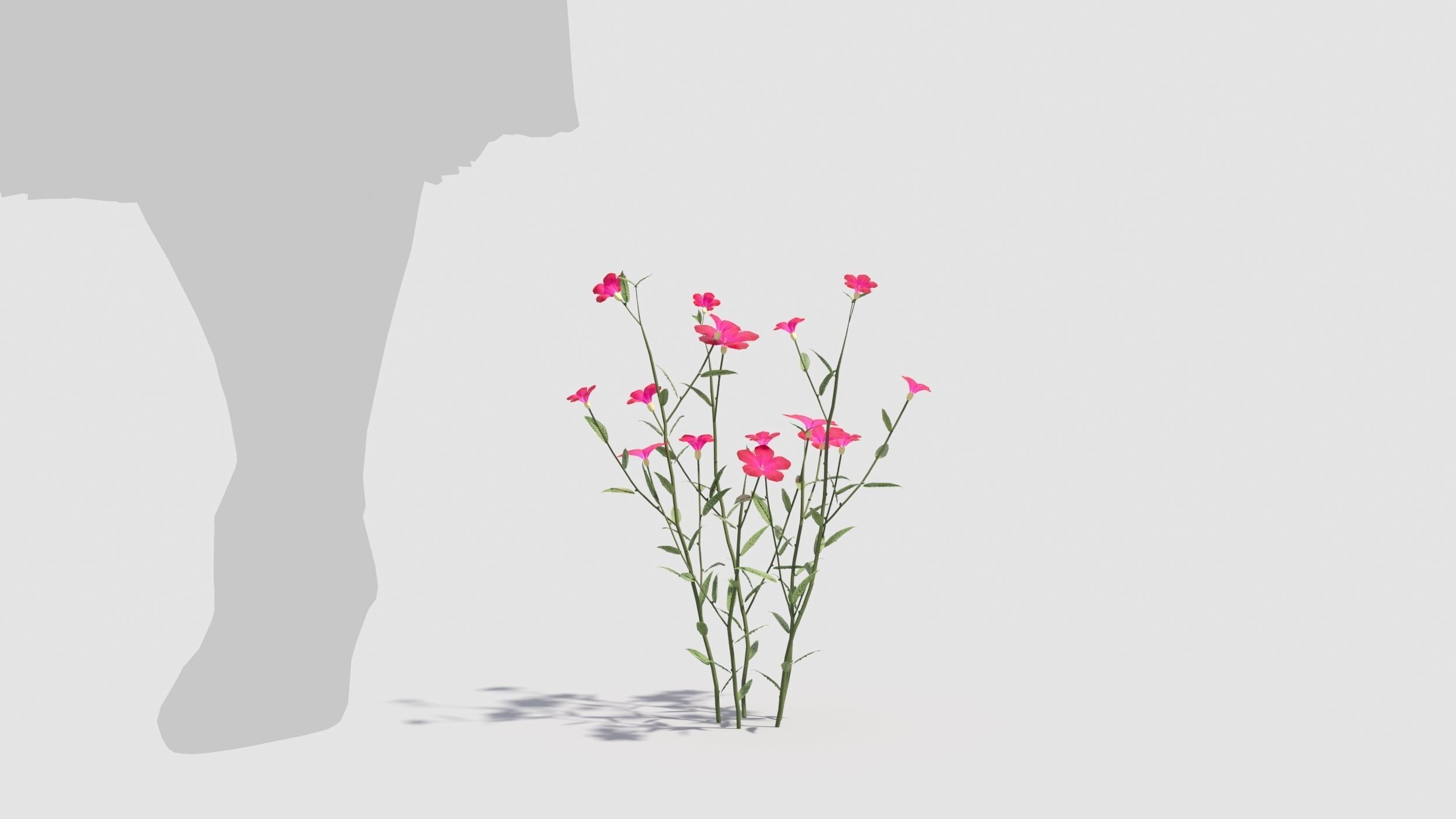 Myosotis flowers 3D model_7