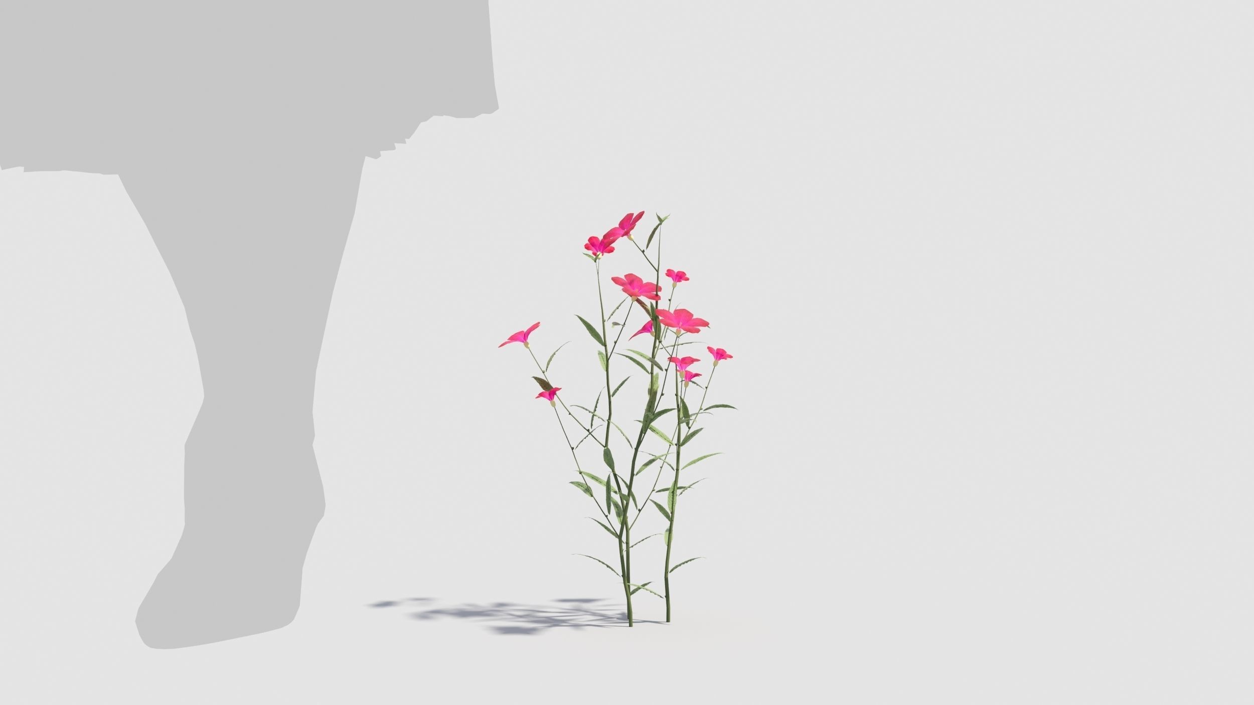 Myosotis flowers 3D model_5