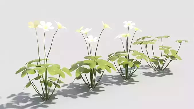 Pink-Oxalis flowers in pot