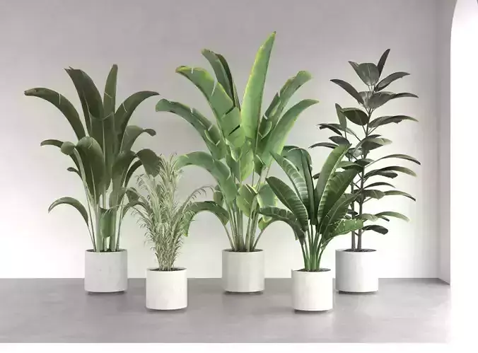 plant five potted plants