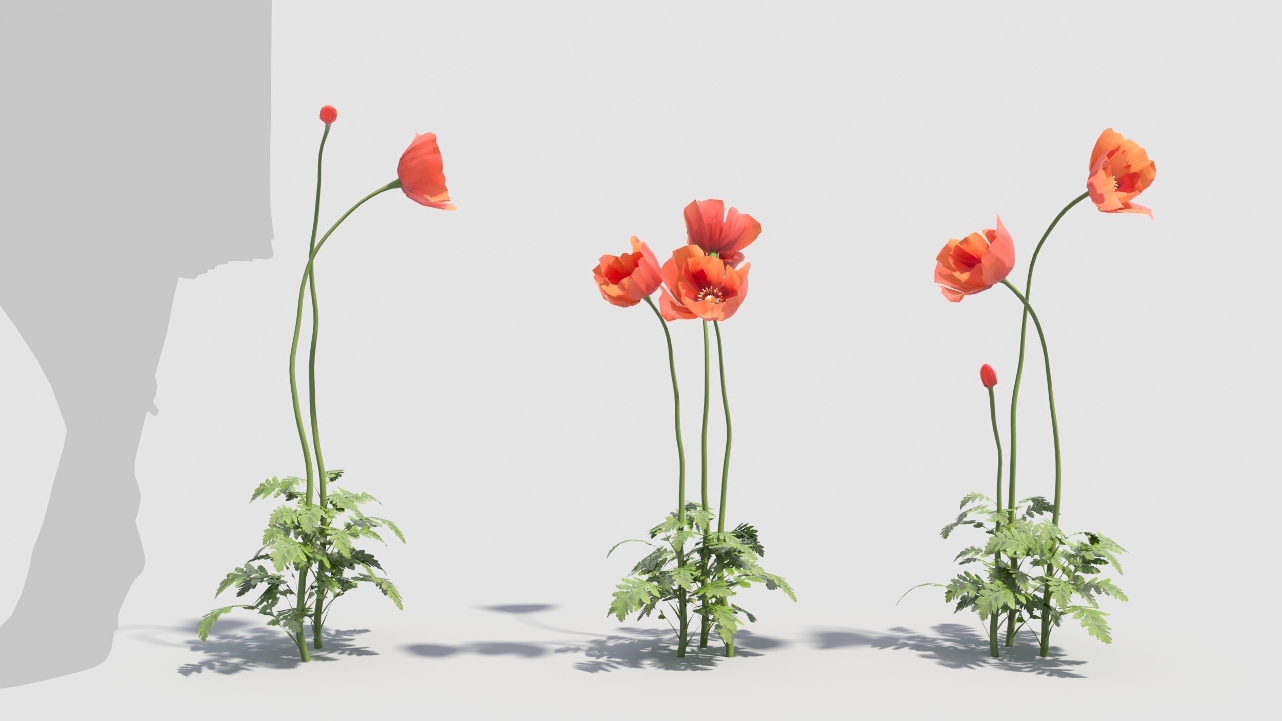 Poppy flower 3D model_3
