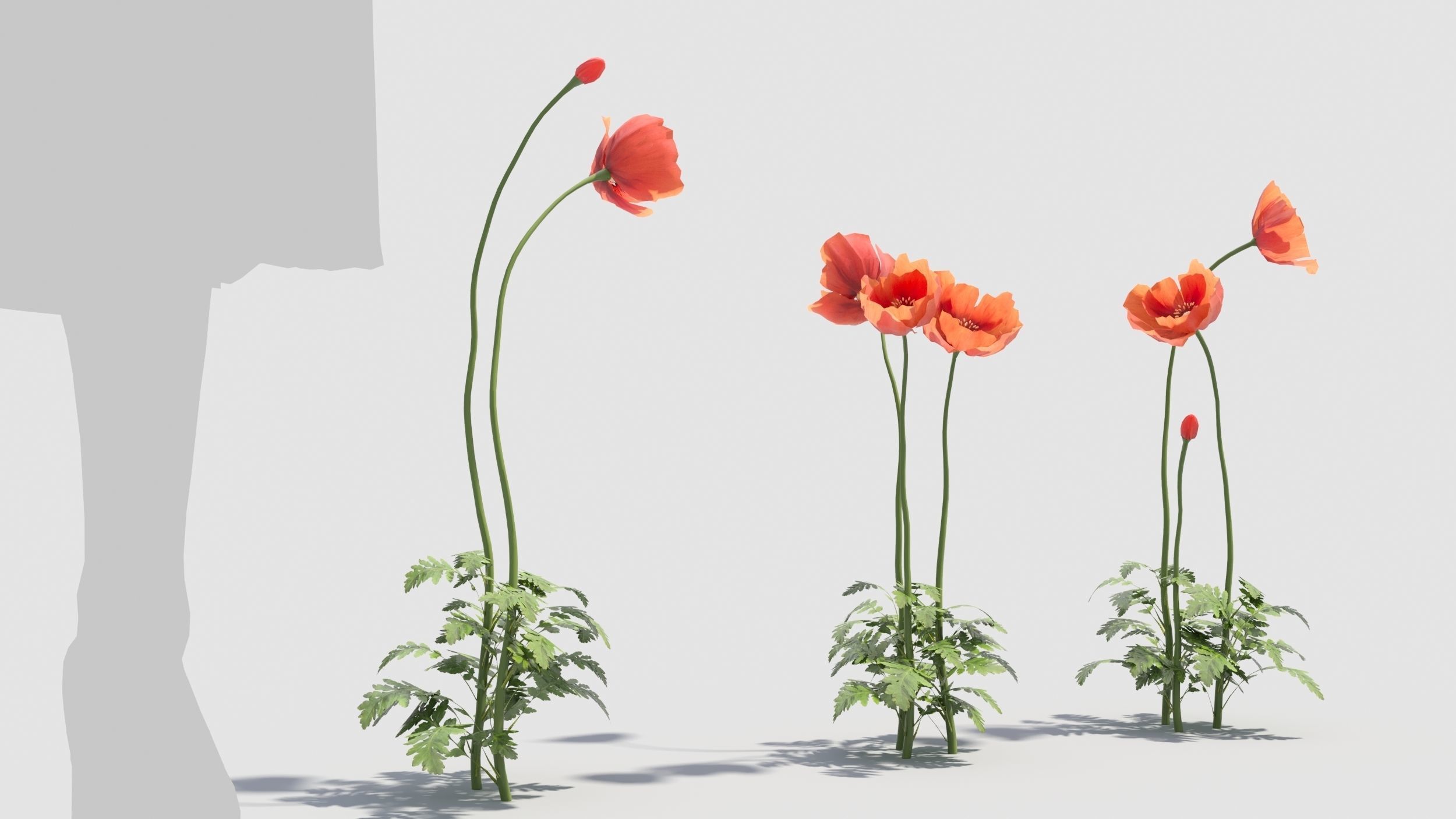 Poppy flower 3D model_1