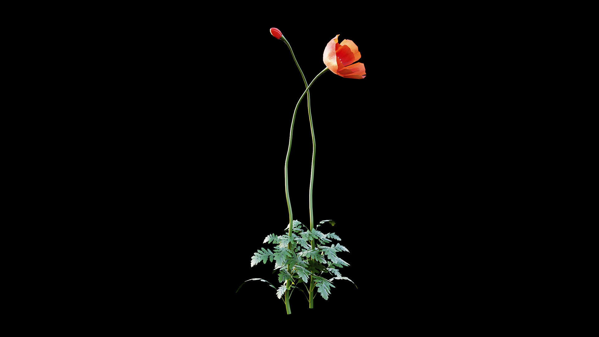 Poppy flower 3D model_6