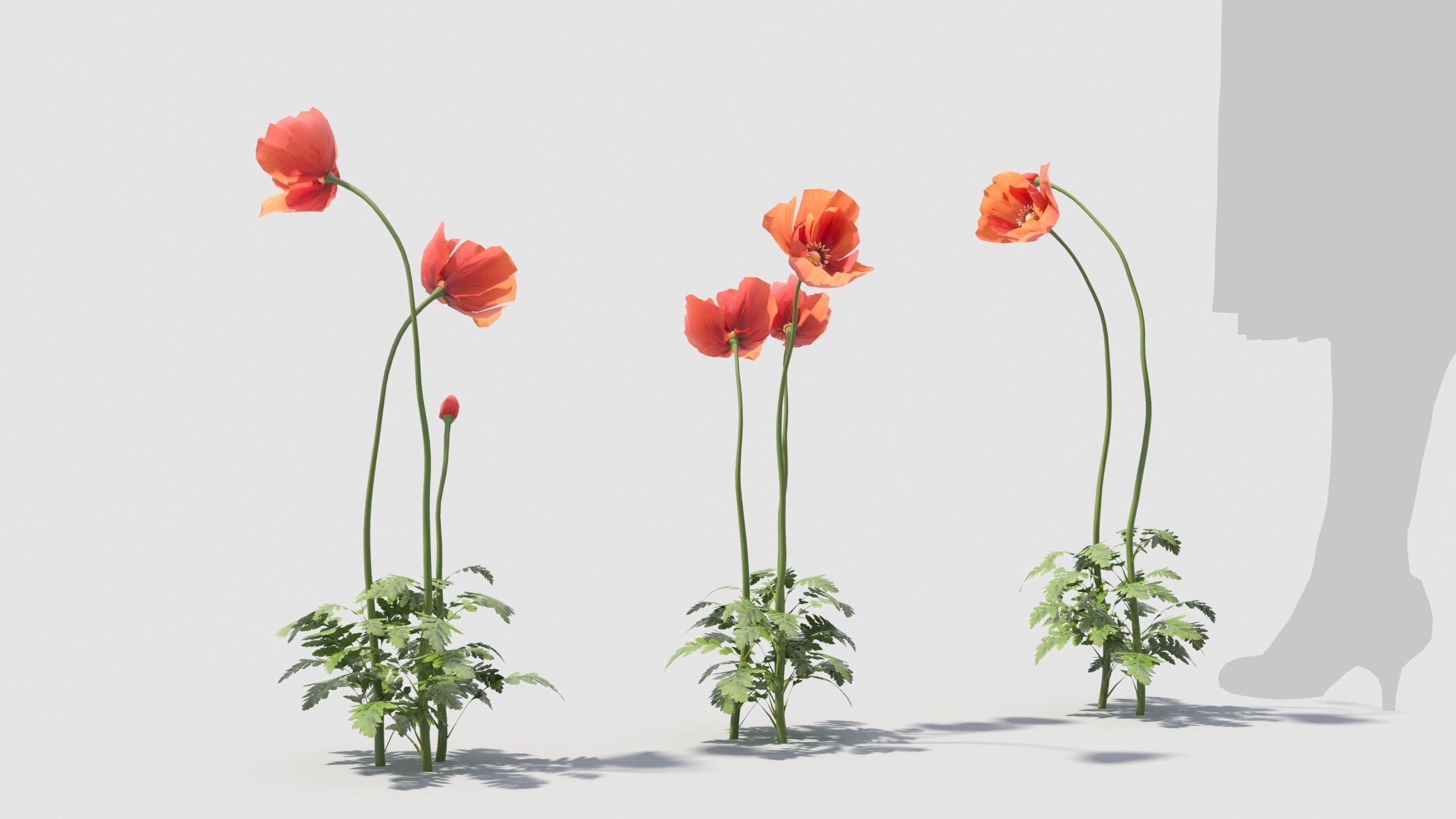 Poppy flower 3D model_4