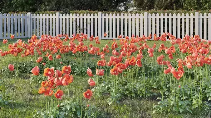 Poppy flower 3D model