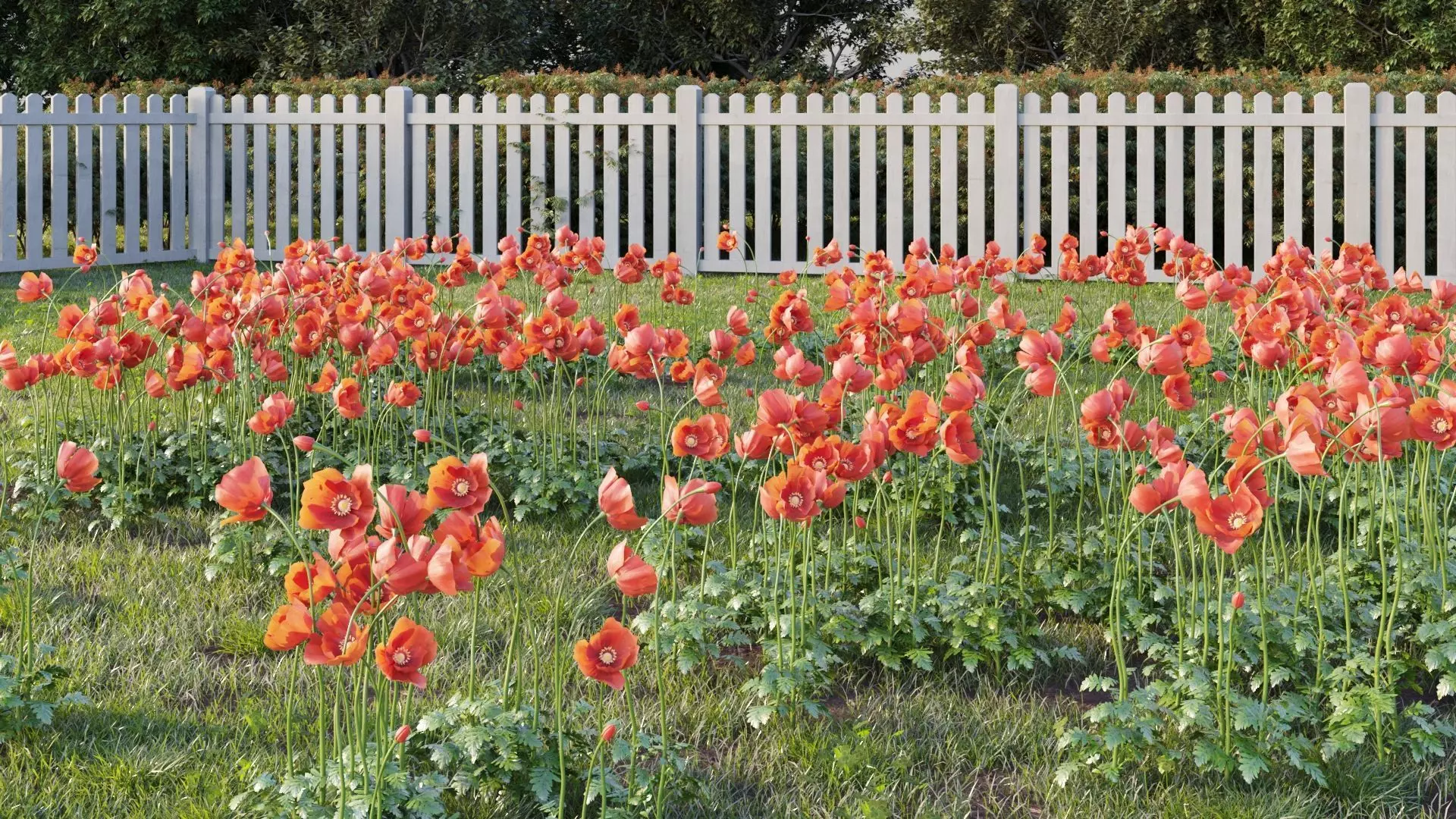 Poppy flower 3D model_0