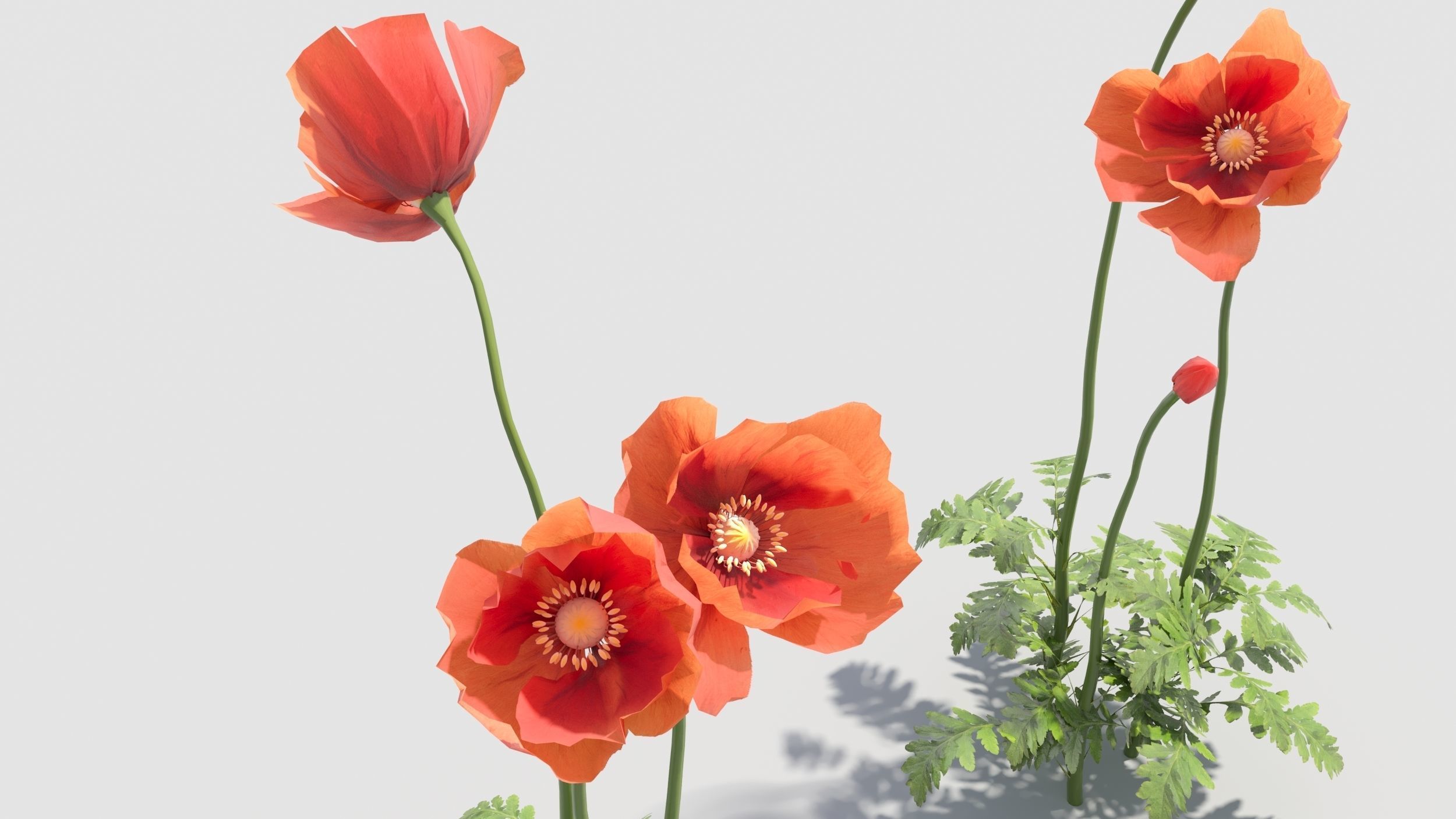 Poppy flower 3D model_2