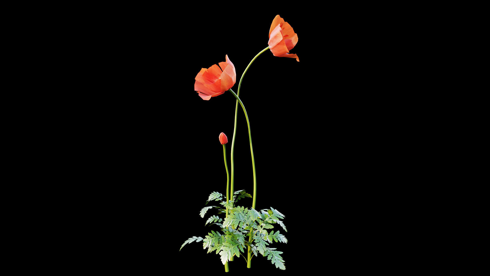 Poppy flower 3D model_8