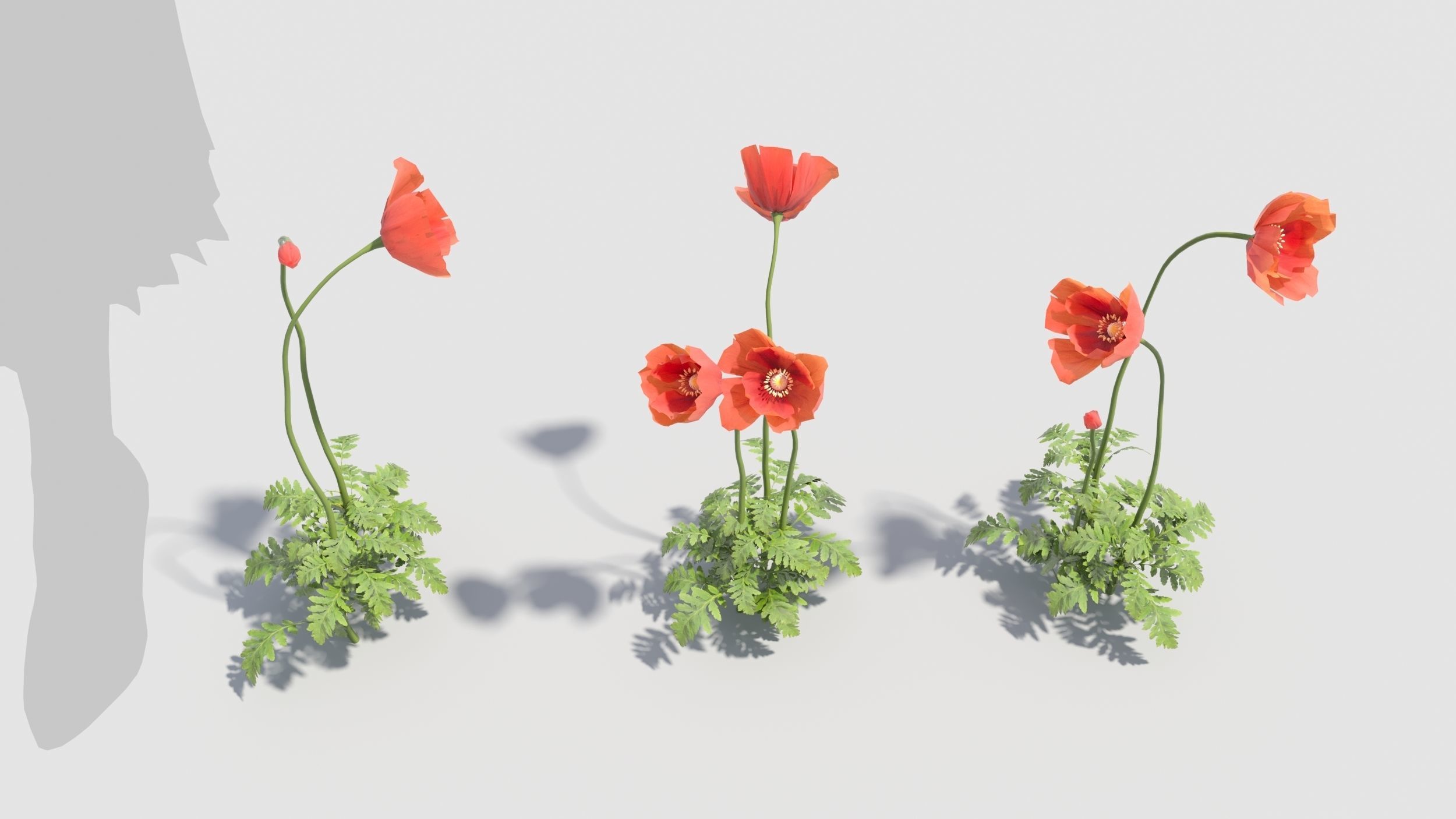 Poppy flower 3D model_5