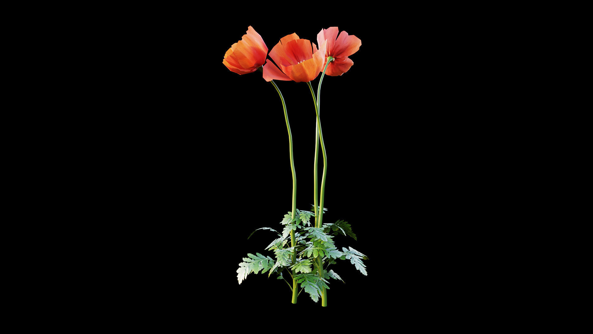 Poppy flower 3D model_7