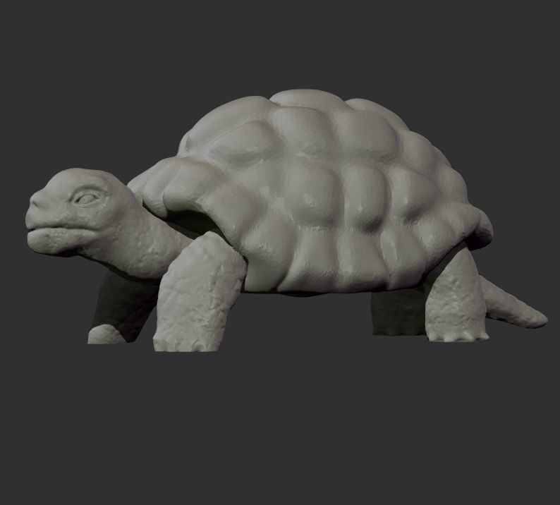Turtle Model tortoise 3D print model_1