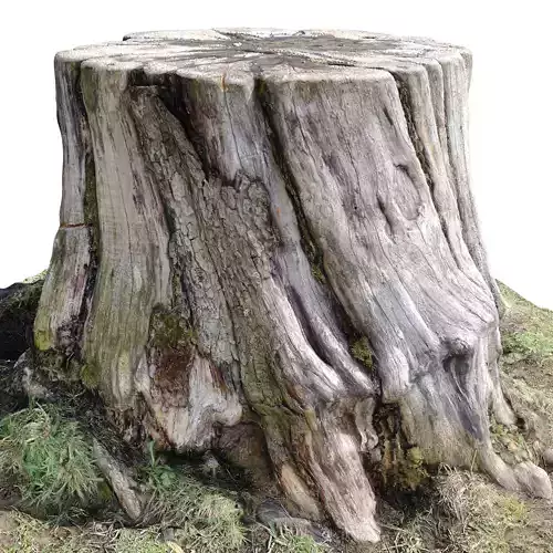 Sawn stump  3d scan