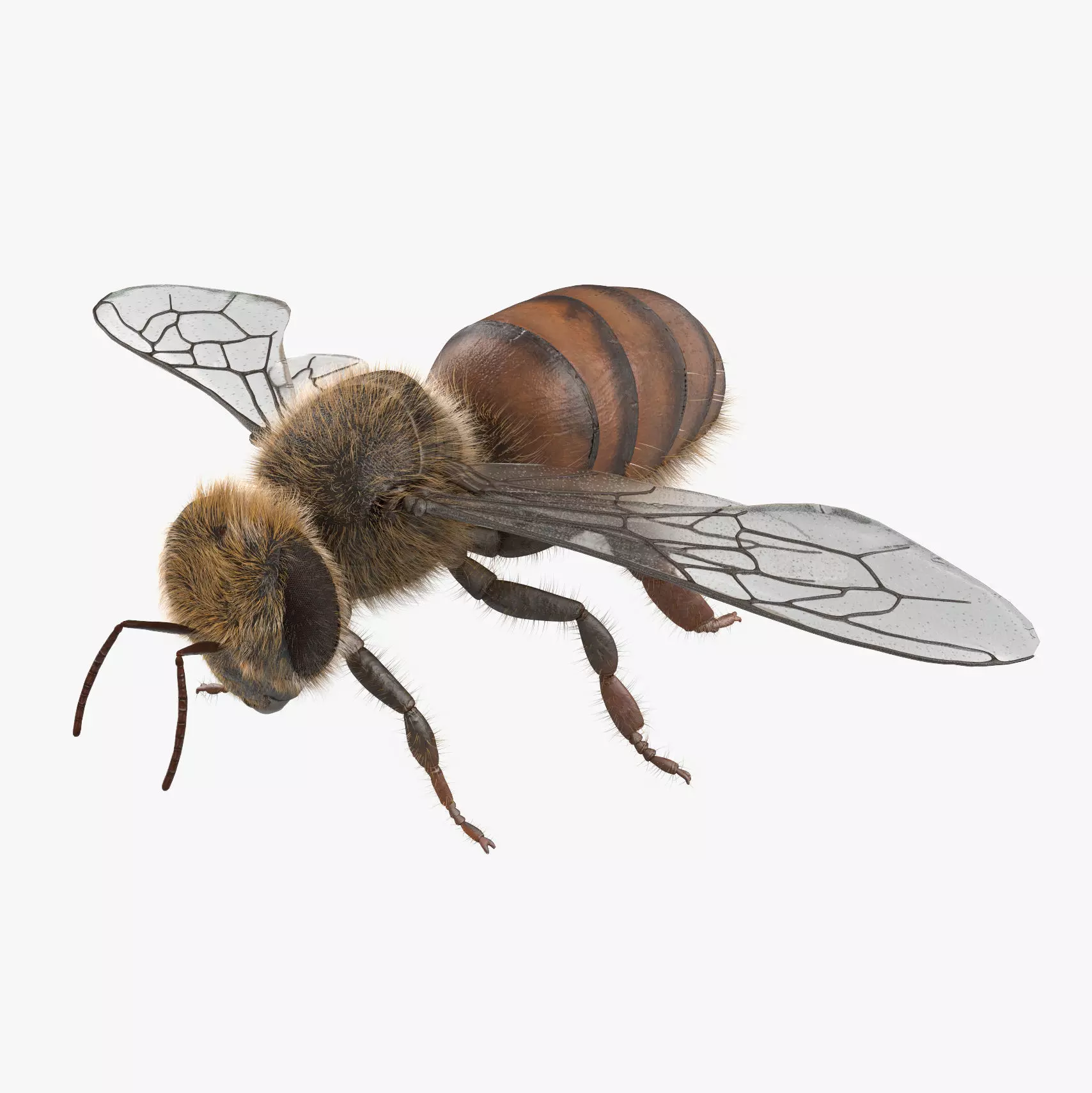Honey Bee 3D model_0