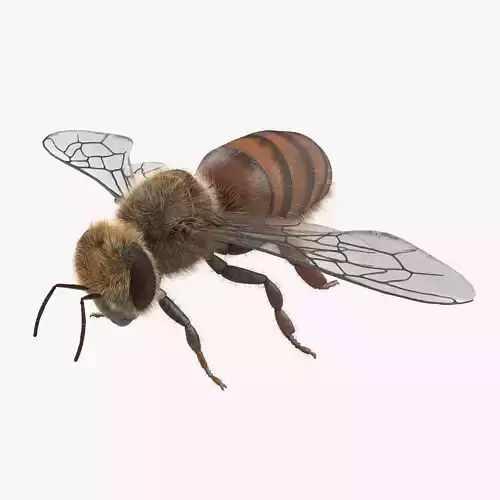 Honey Bee 3D model