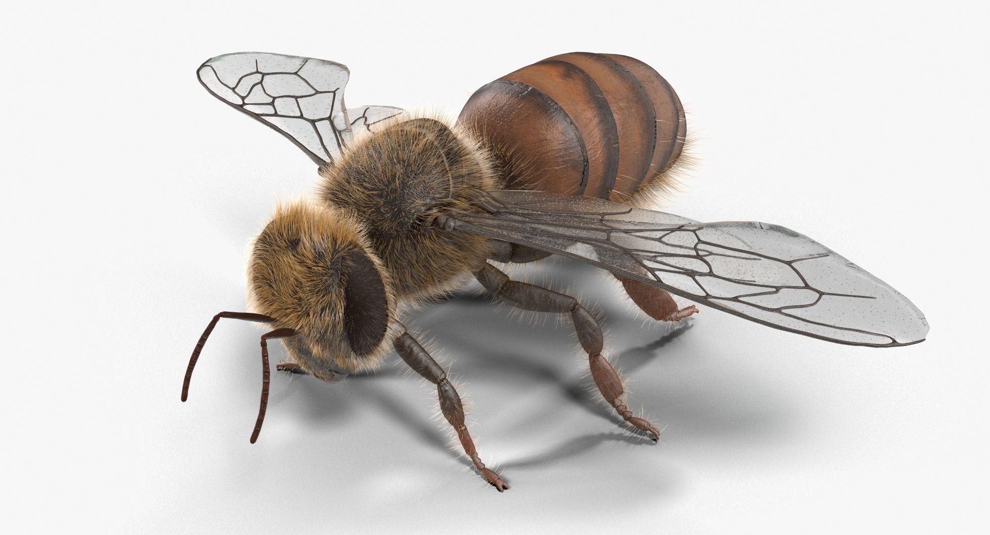 Honey Bee 3D model_1