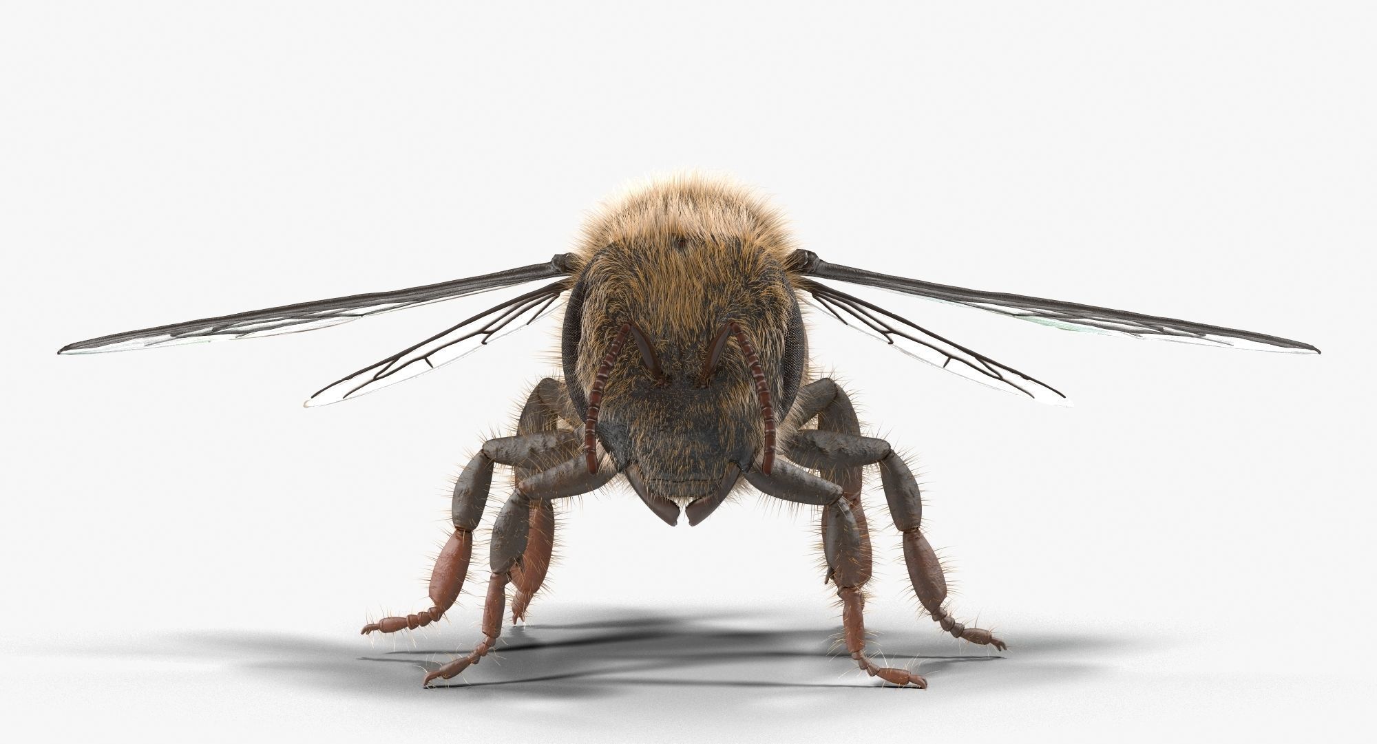 Honey Bee 3D model_3