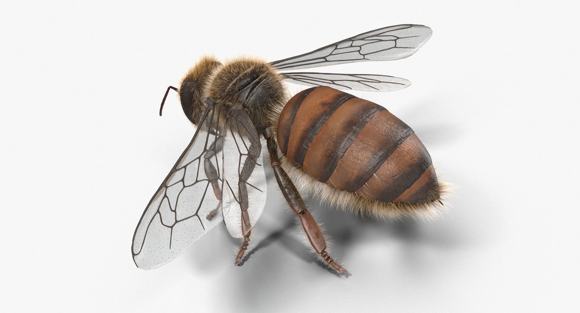 Honey Bee 3D model_4