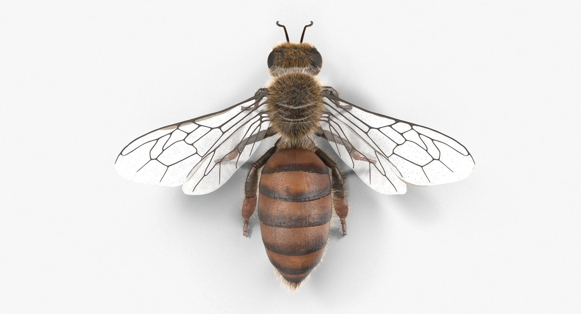 Honey Bee 3D model_6