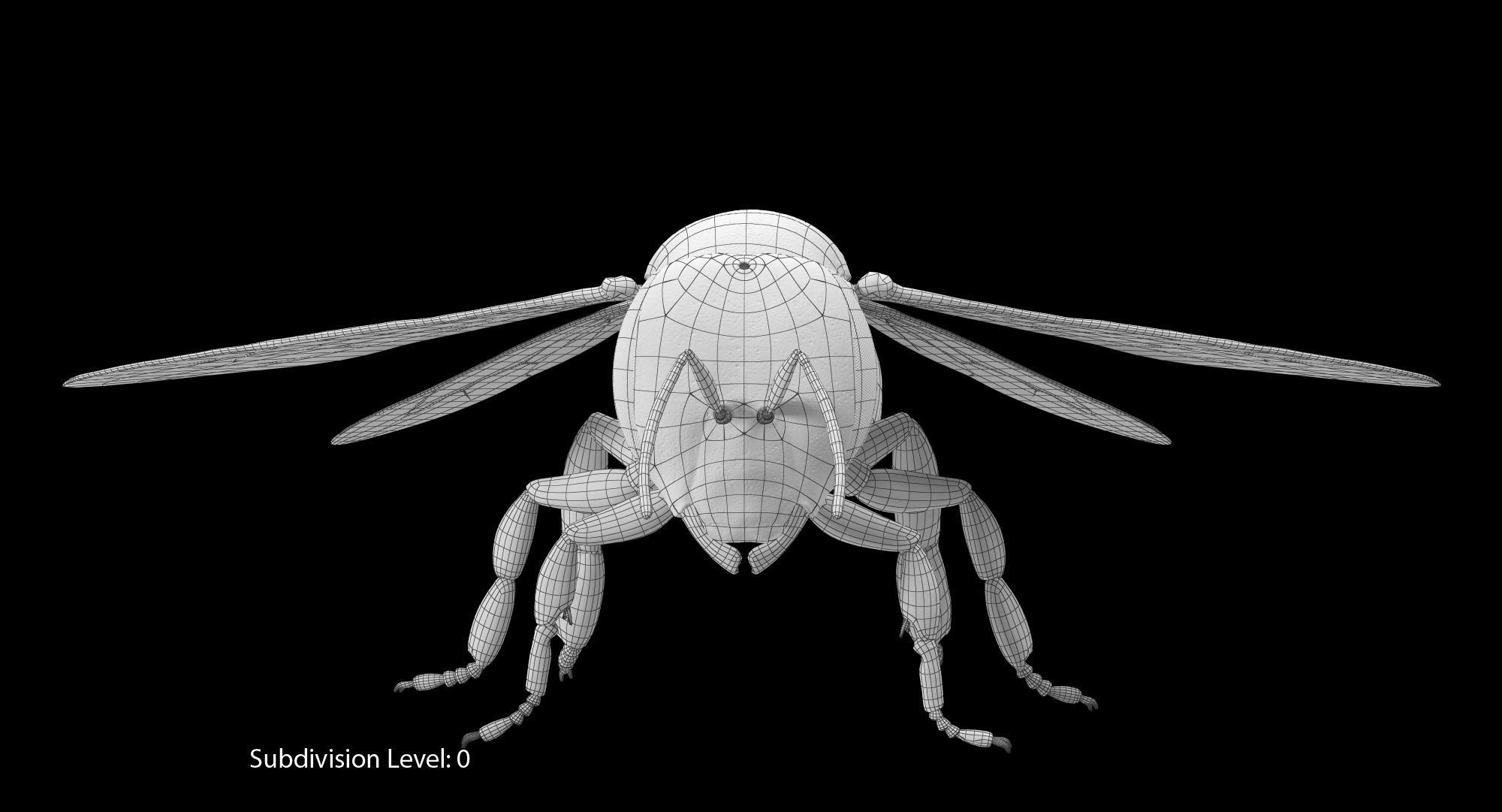 Honey Bee 3D model_15