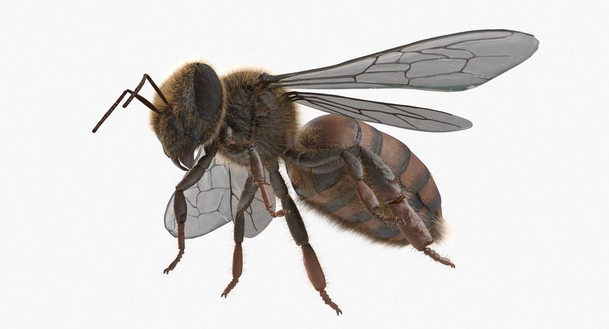Honey Bee 3D model_7