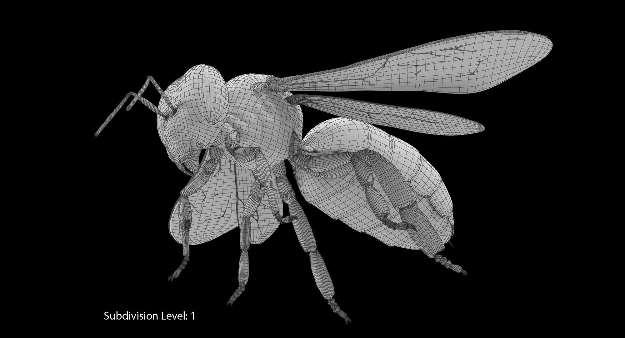 Honey Bee 3D model_23