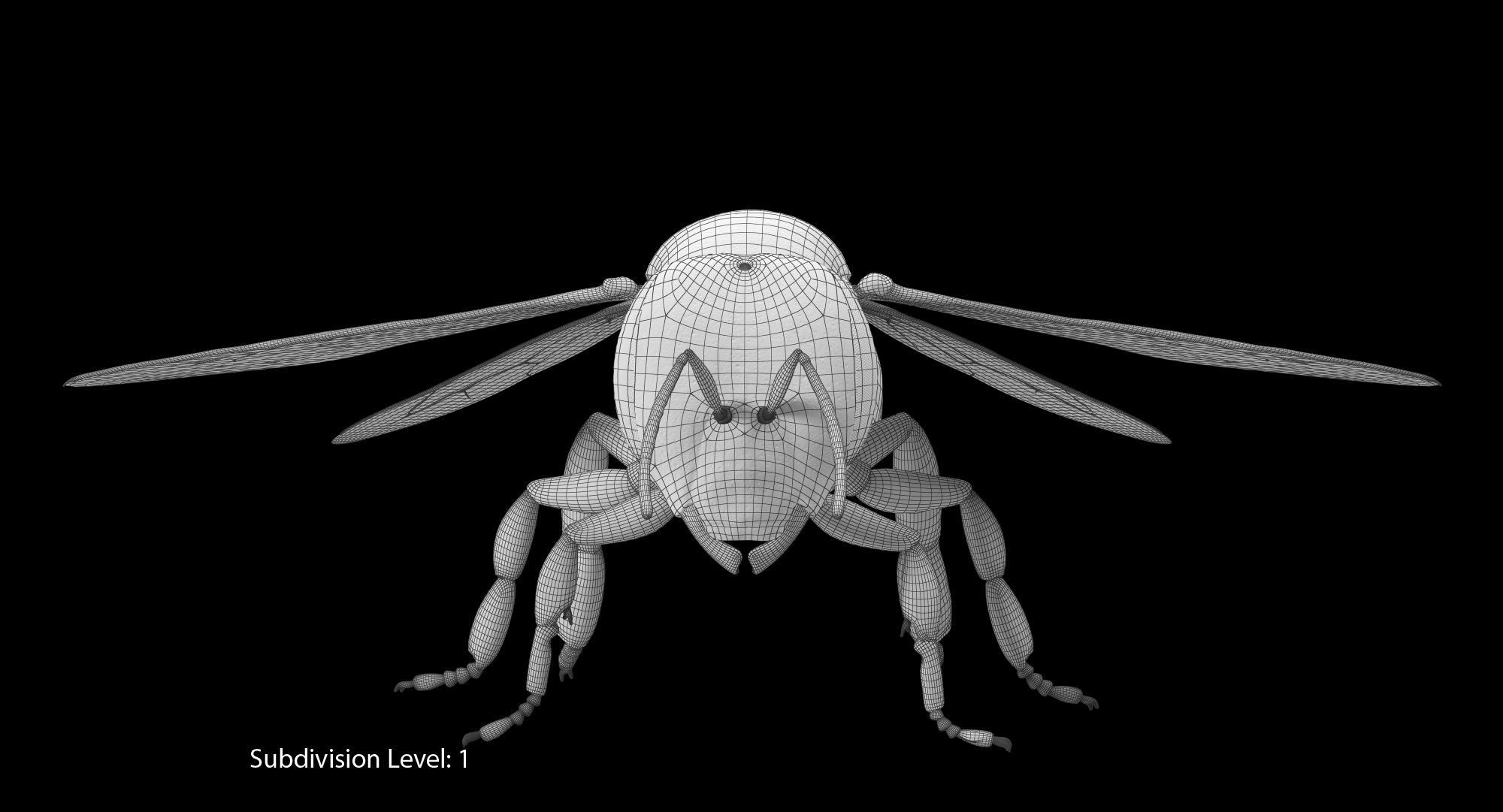 Honey Bee 3D model_16