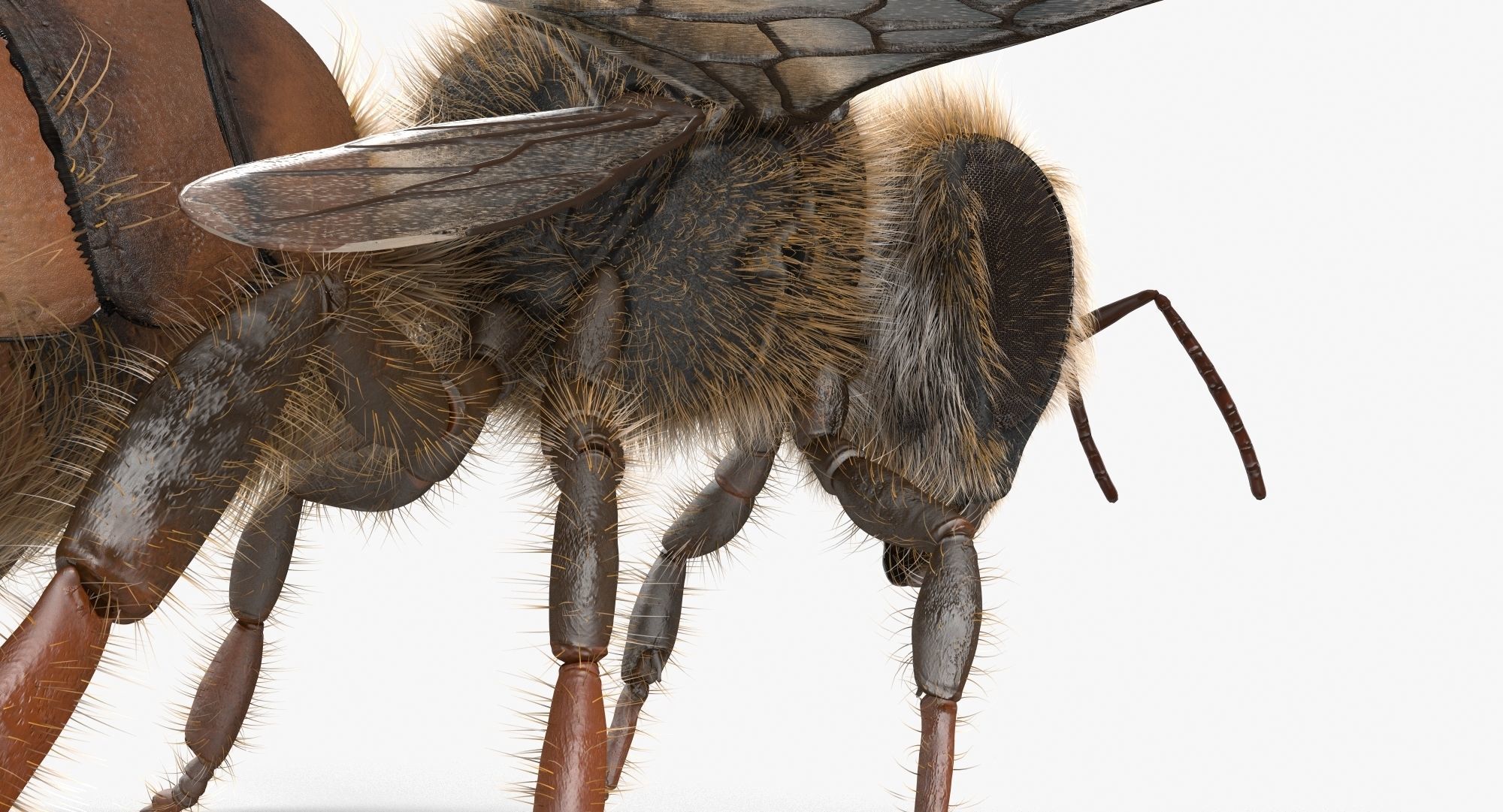 Honey Bee 3D model_5