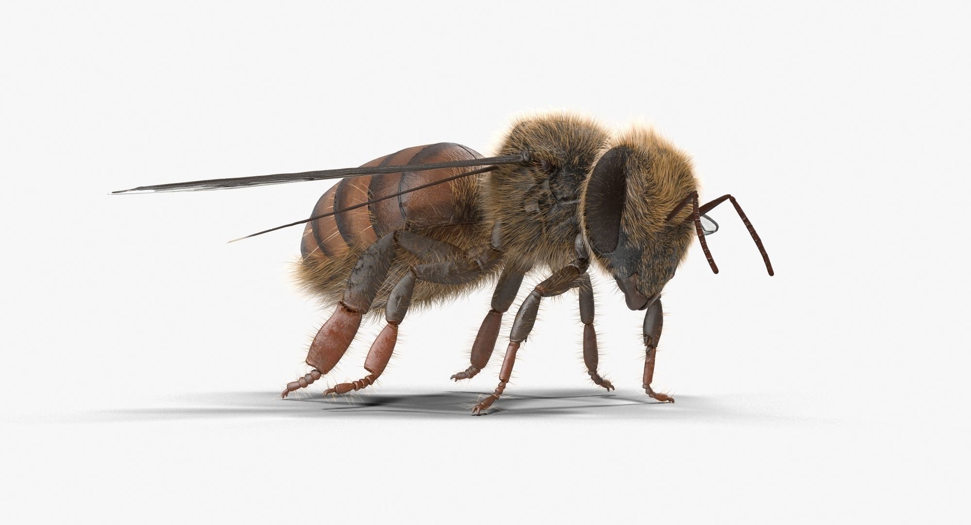 Honey Bee 3D model_2