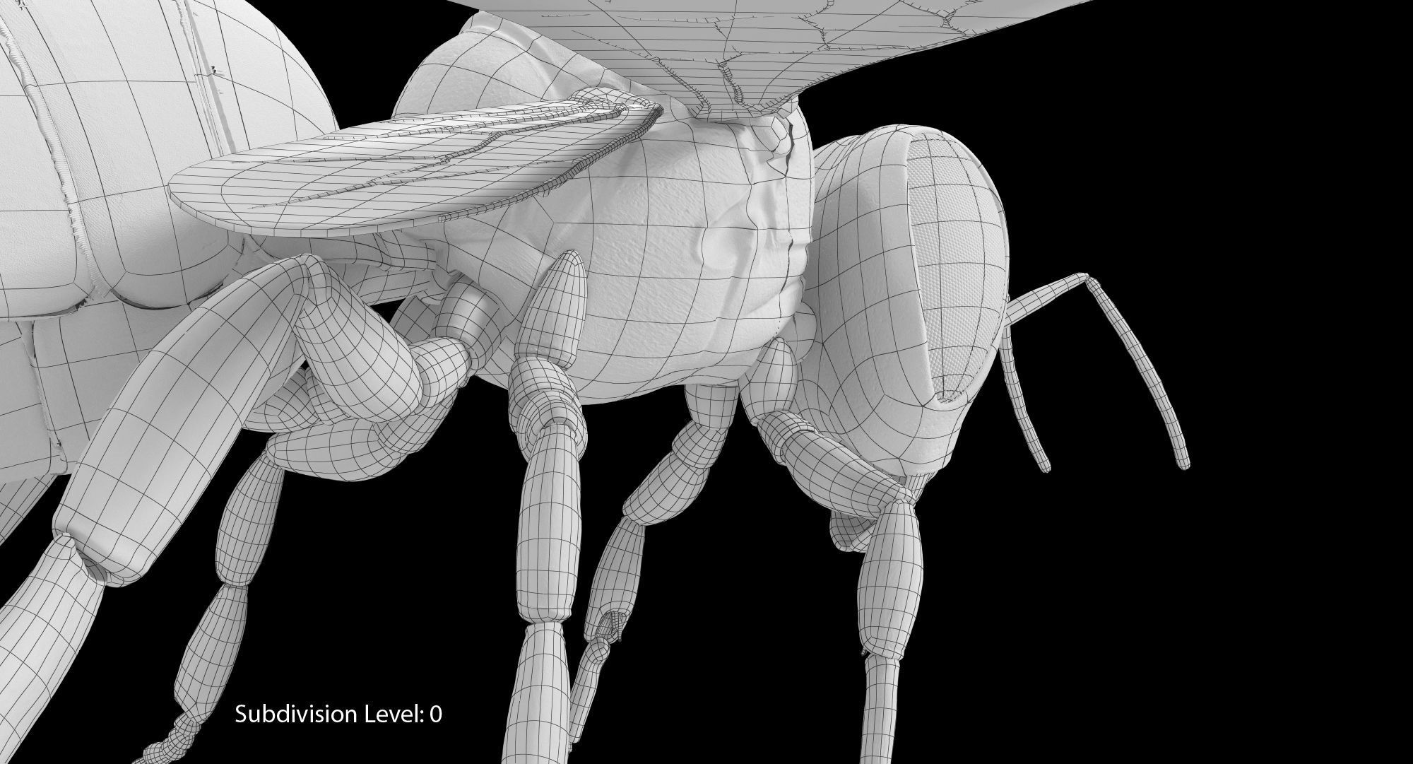 Honey Bee 3D model_19