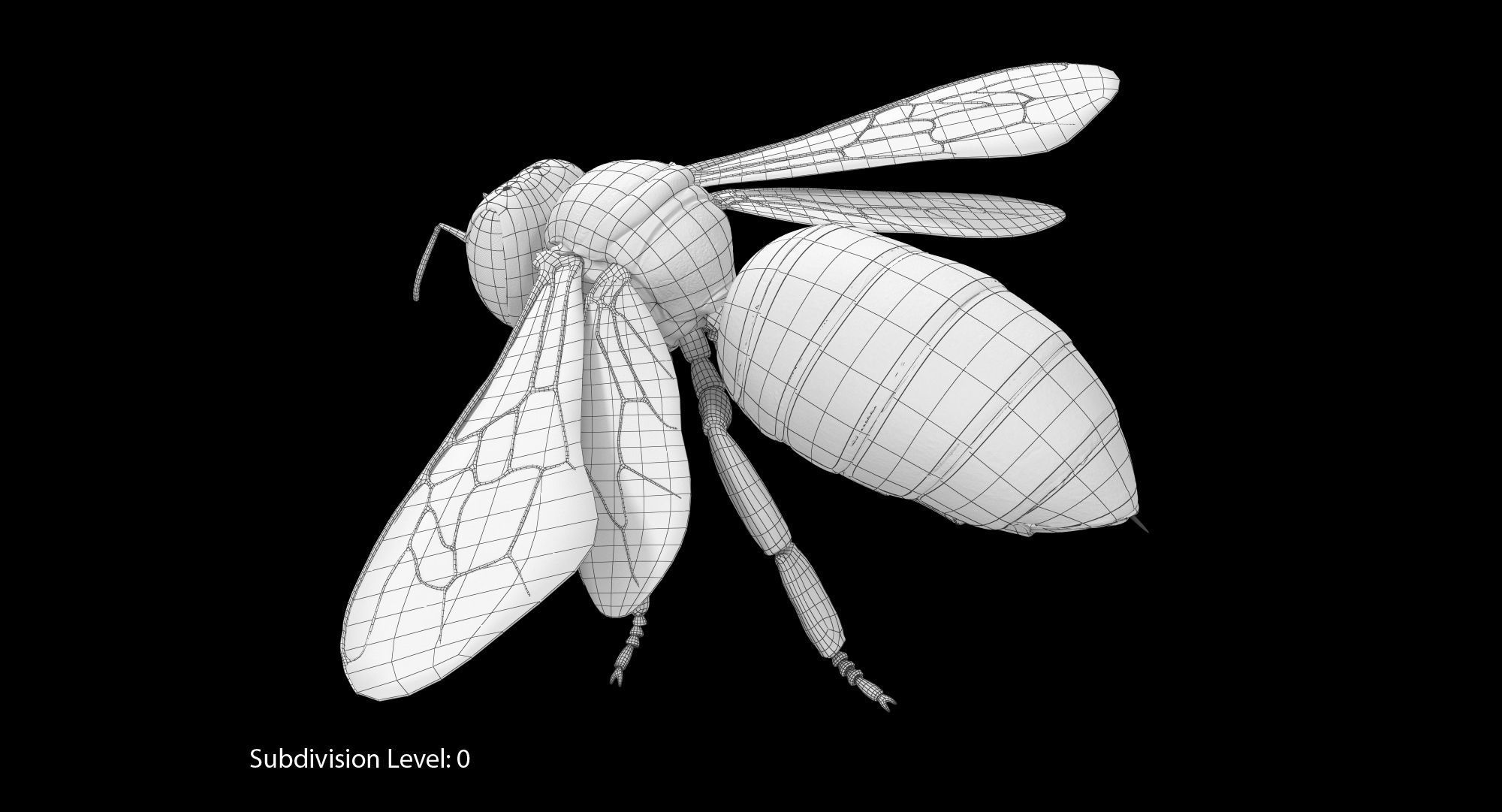 Honey Bee 3D model_17