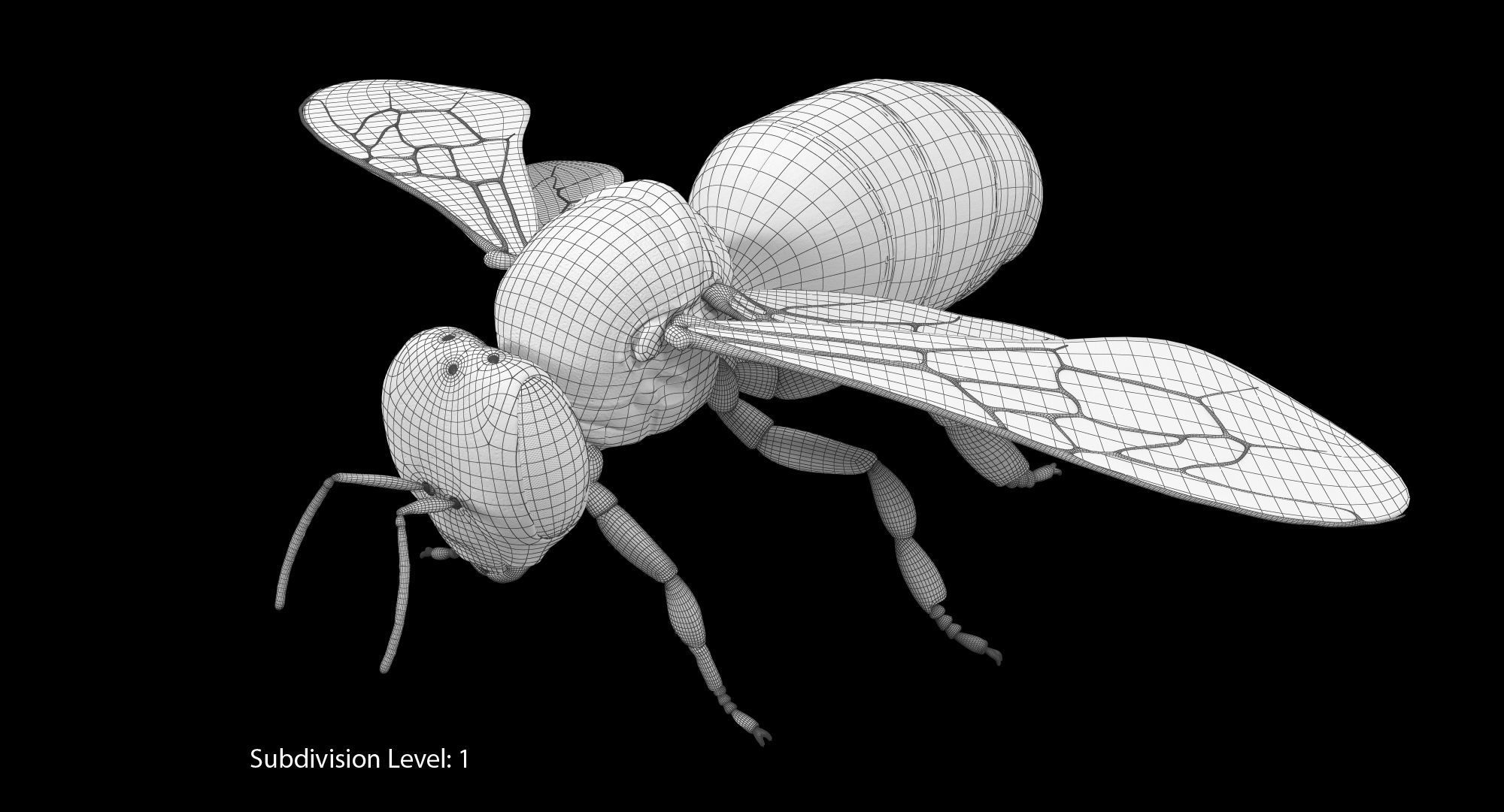 Honey Bee 3D model_12