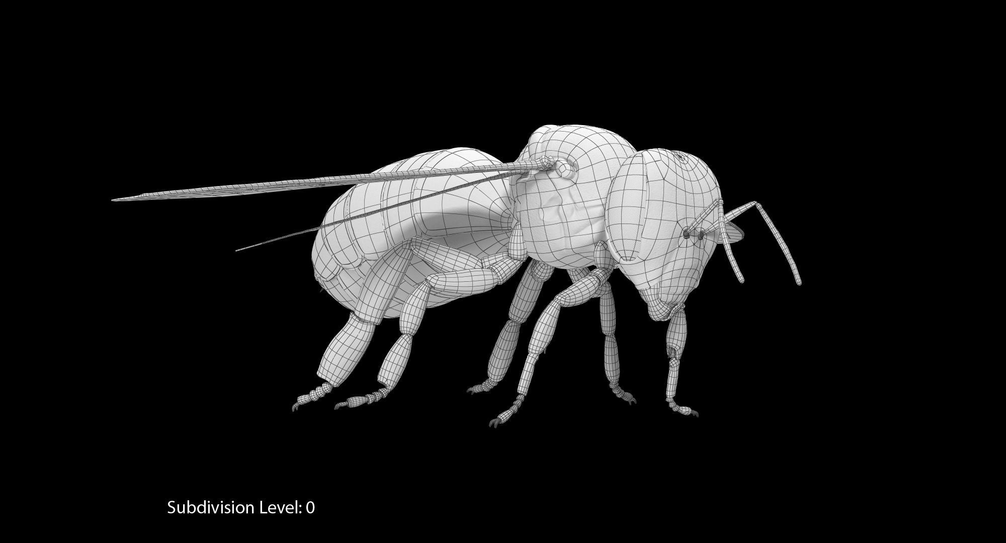 Honey Bee 3D model_13