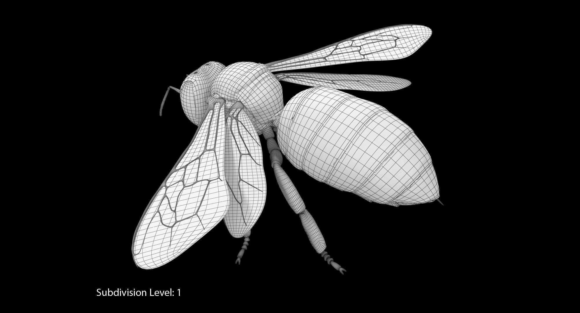 Honey Bee 3D model_18