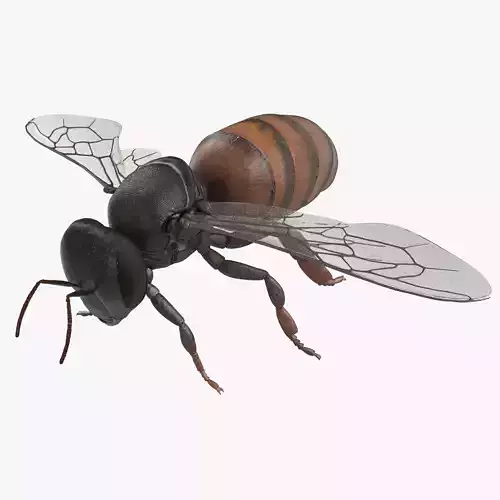 Honey Bee 3D model