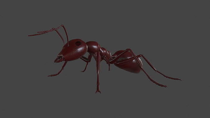 ANTS-003 Rigged Red Ant Low-poly 3D model