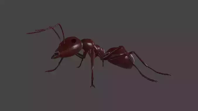 ANTS-003 Rigged Red Ant Low-poly 3D model
