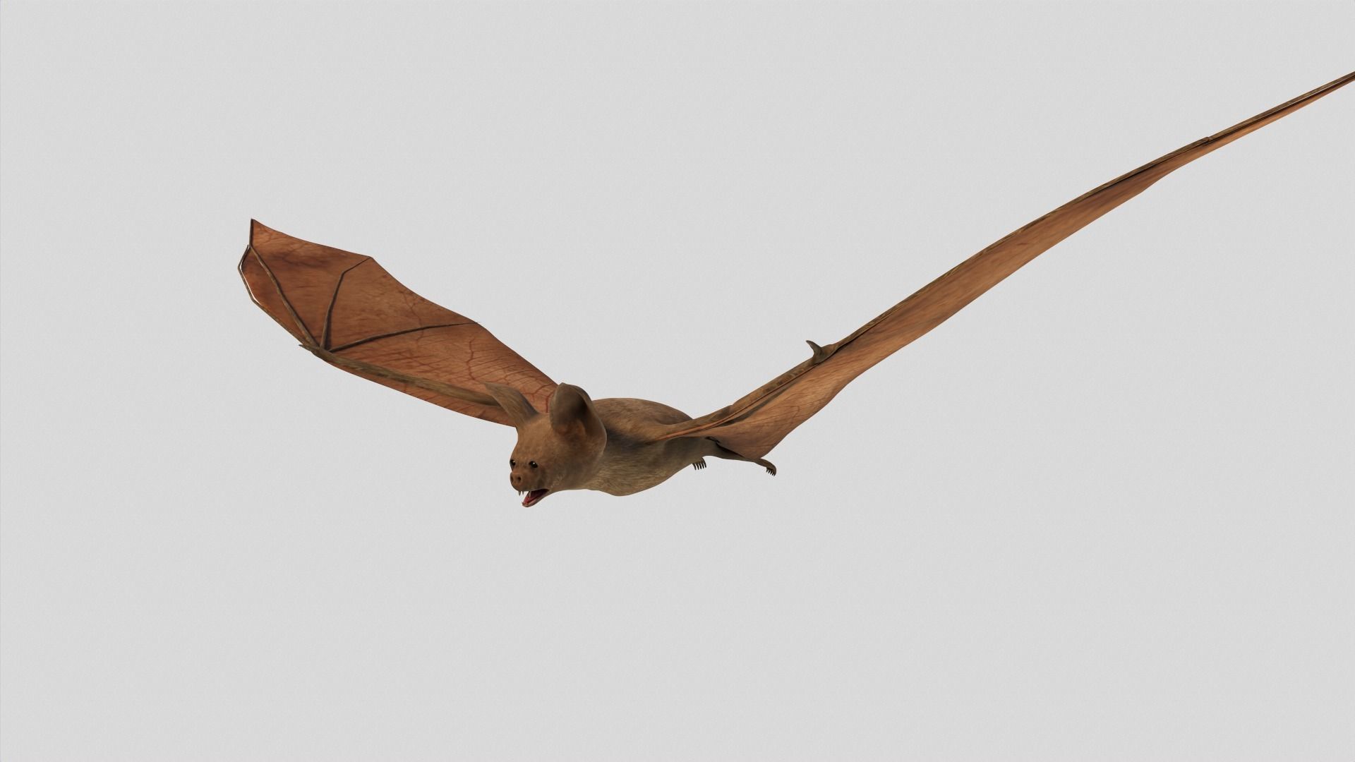 Vampire Bat Low-poly 3D model_3