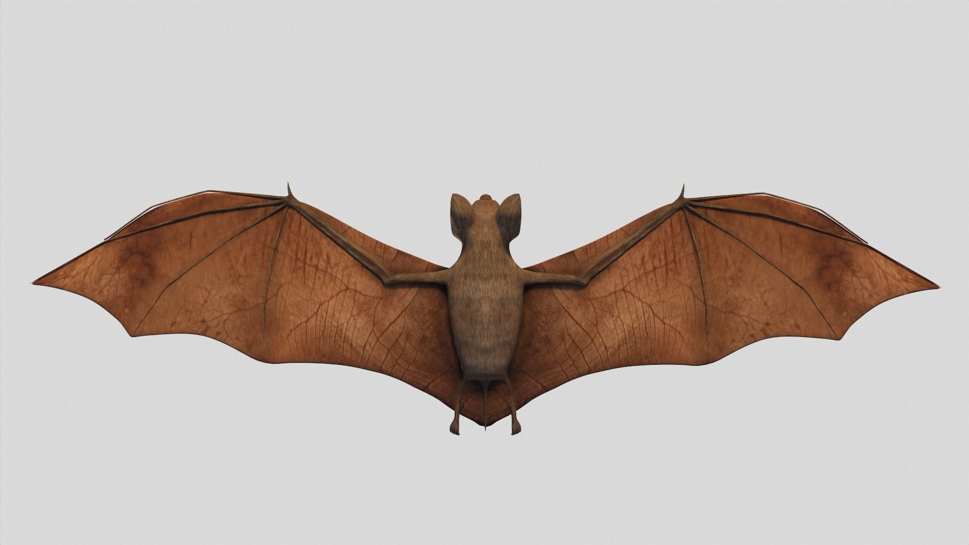 Vampire Bat Low-poly 3D model_7
