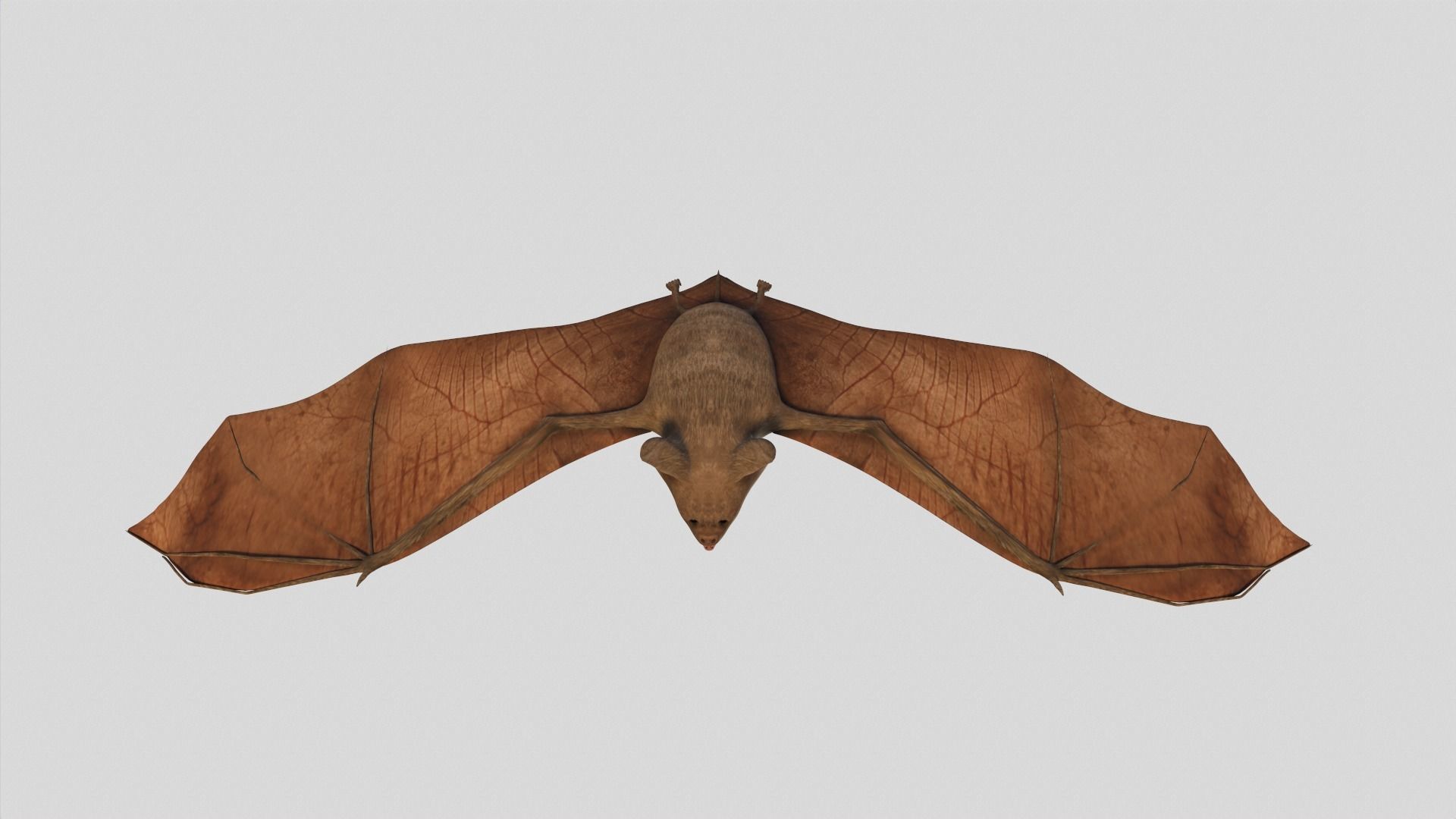 Vampire Bat Low-poly 3D model_10