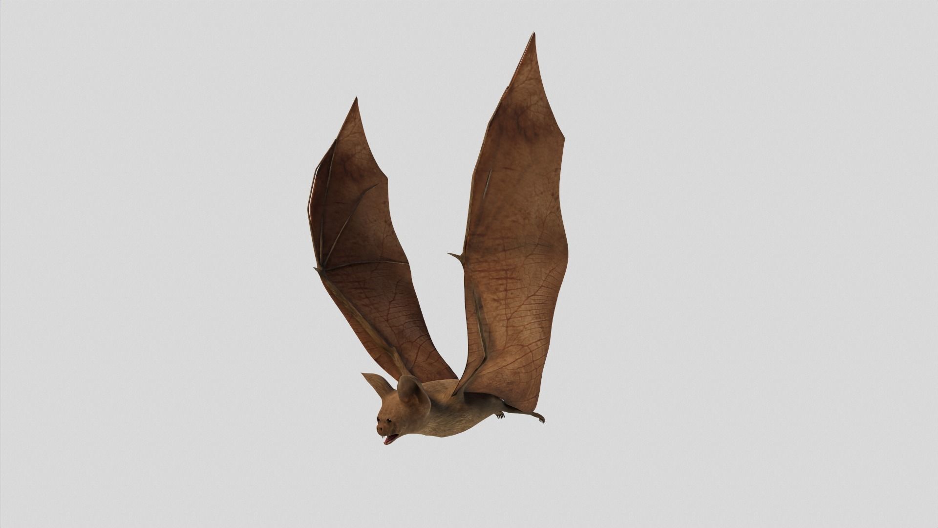 Vampire Bat Low-poly 3D model_6