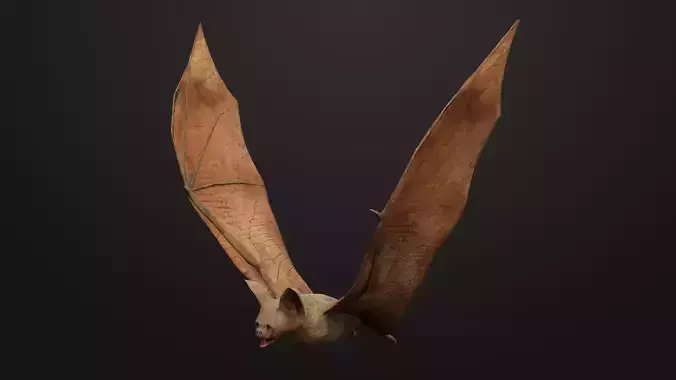 Vampire Bat Low-poly 3D model