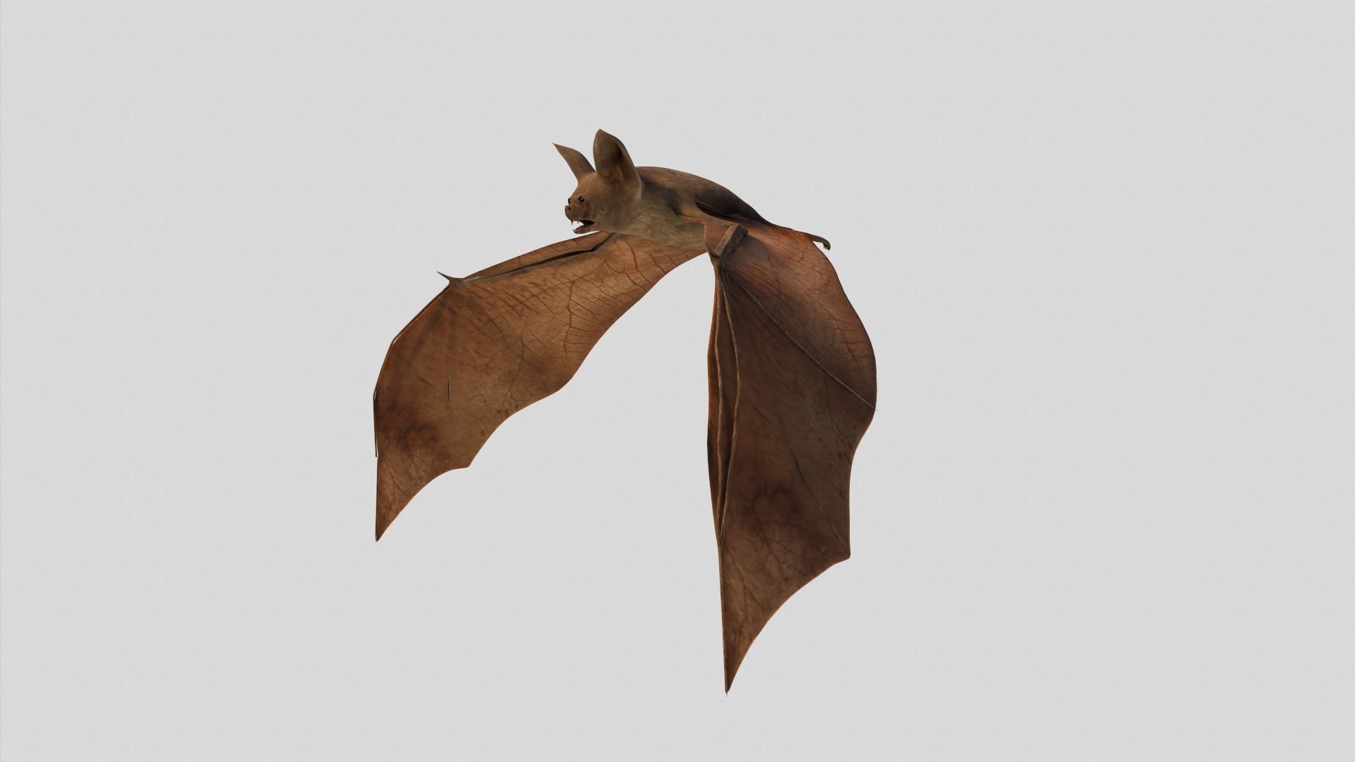 Vampire Bat Low-poly 3D model_5