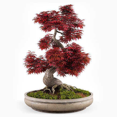 Bonsai Japanese Maple decorative tree 03 3D model