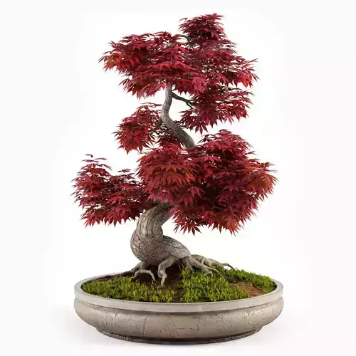 Bonsai Japanese Maple decorative tree 03