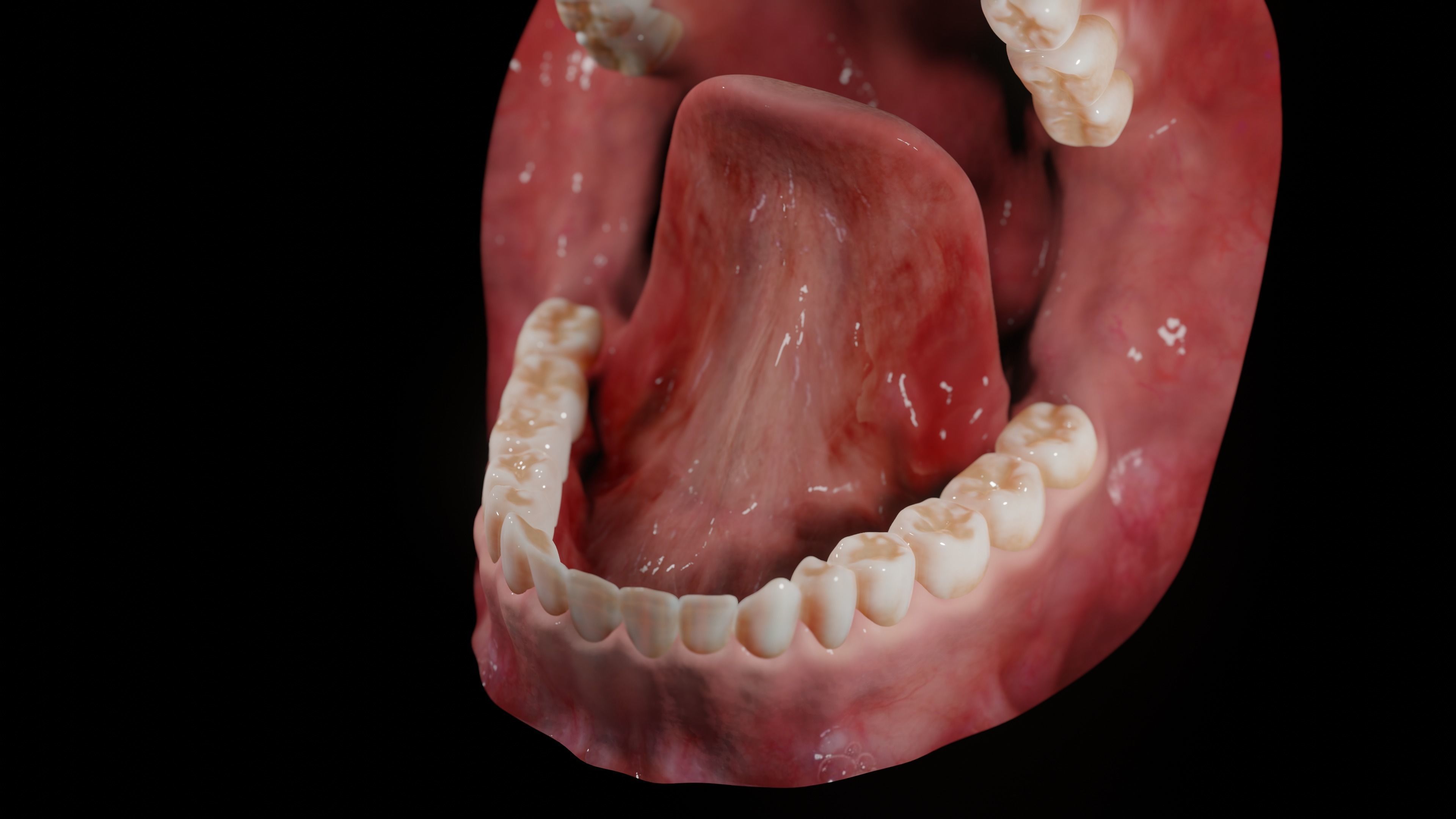 Gums with teeth mouth model  rigged textured and animated 3D model_7