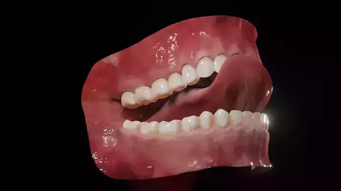 Gums with teeth mouth model  rigged textured and animated 3D model