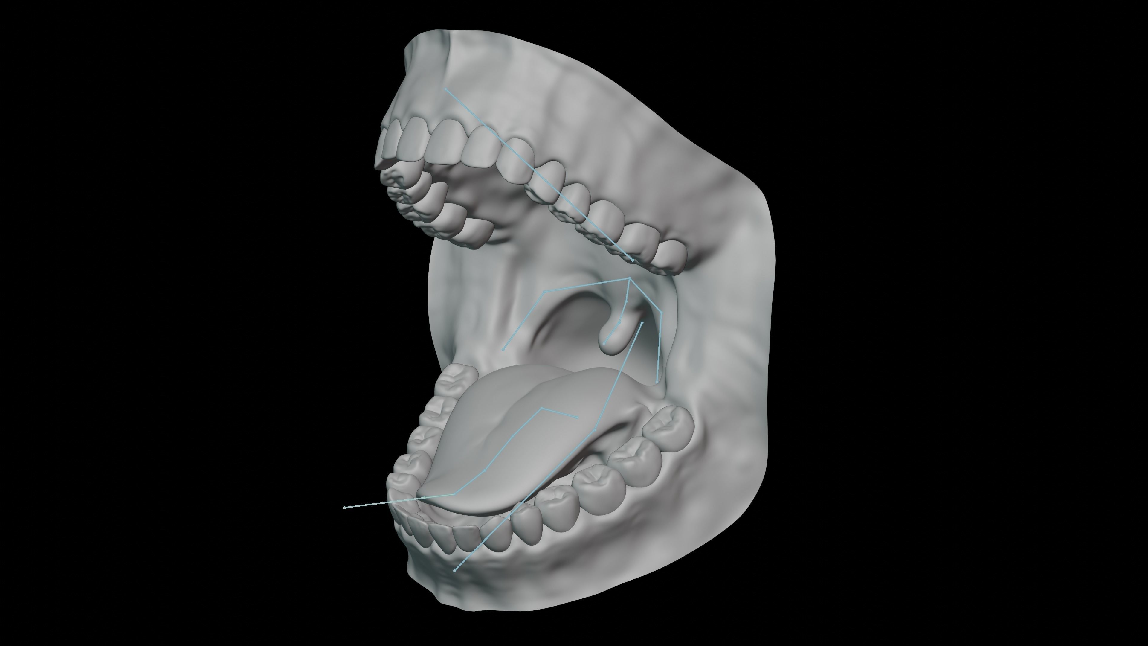Gums with teeth mouth model  rigged textured and animated 3D model_9